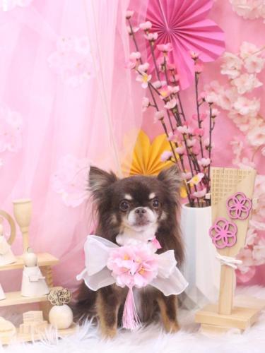 20250312チロルくん